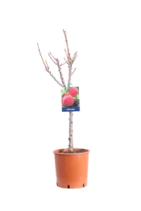 Pesco Nano Autofertile v20 egarden.store online