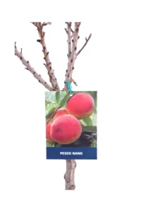 Pesco Nano Autofertile v20 egarden.store online