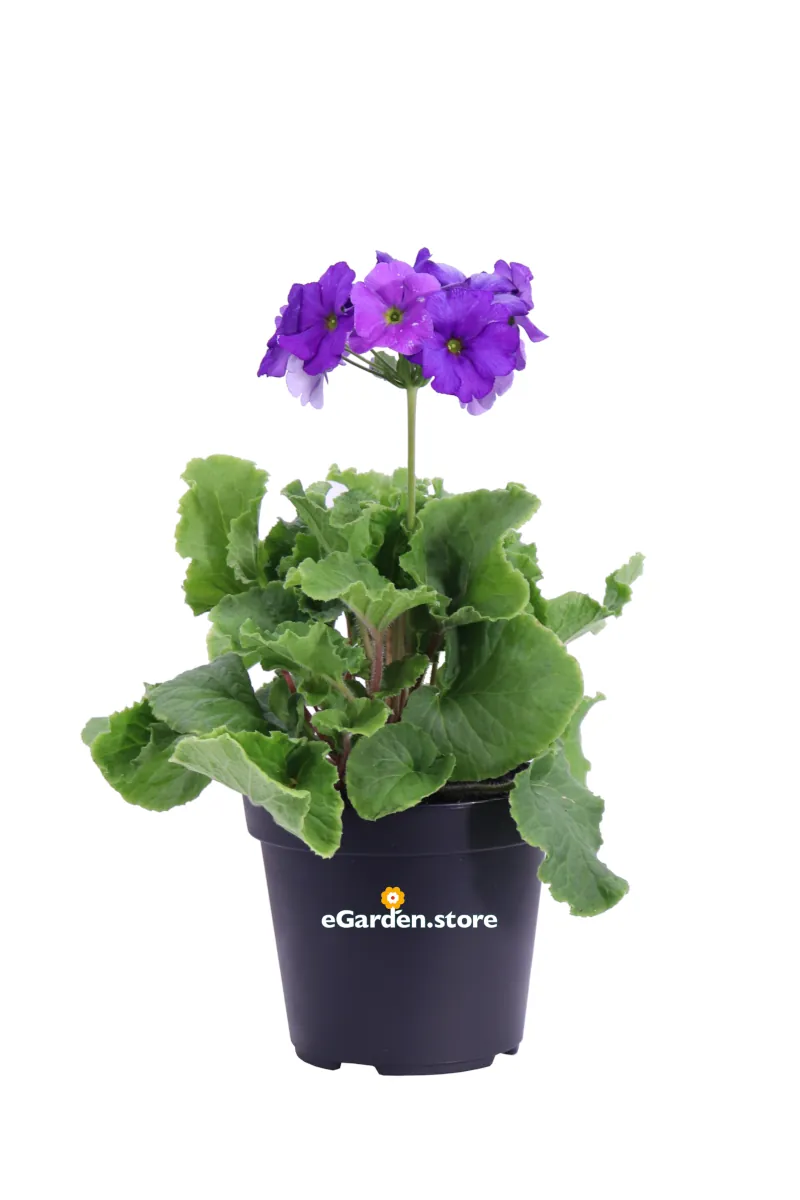 Primula Obconica Viola v14 egarden.store online