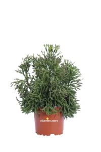 Rhipsalis Salicornioides v12 egarden.store online