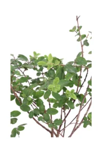 Ribes Josta - Ribes Nigridolaria v16 egarden.store online