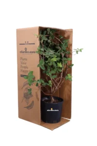 Ribes Josta - Ribes Nigridolaria v16 egarden.store online