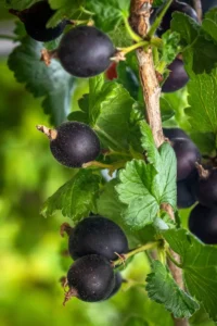 Ribes Josta - Ribes Nigridolaria v16 egarden.store online