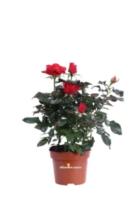 Rosellina Beau Monde Rossa v12 egarden.store online