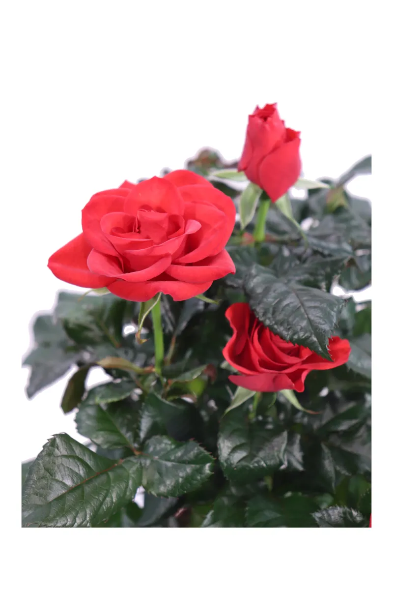 Rosellina Beau Monde Rossa v12 egarden.store online