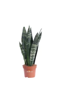 Sansevieria Zeylanica v12 egarden.store online