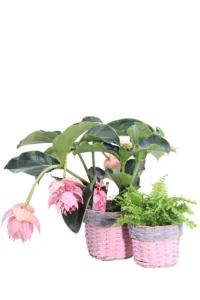 Set Eleganza Willow Shot Round Pink v20 egarden.store online