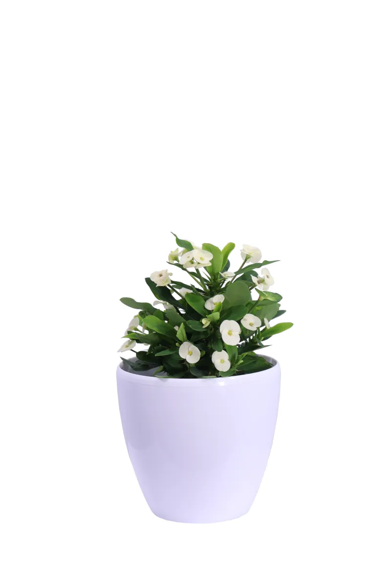 Spina di Cristo - Euphorbia Milii Bianca Decò Bianco v20 egarden.store online