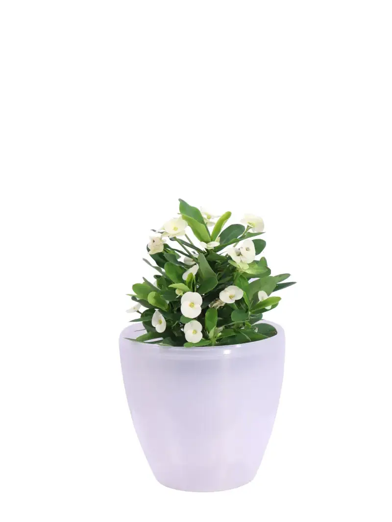 Spina di Cristo - Euphorbia Milii Bianca Decò Trasparente v20 egarden.store online