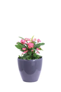 Spina di Cristo - Euphorbia Milii Rosa Decò Antracite v20 egarden.store online