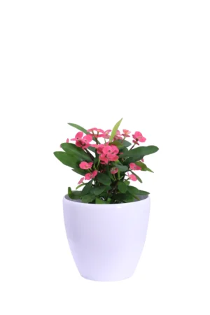 Spina di Cristo - Euphorbia Milii Rosa Decò Bianco v20 egarden.store online