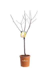 Susino Nano - Regina Claudia Gialla v20 egarden.store online