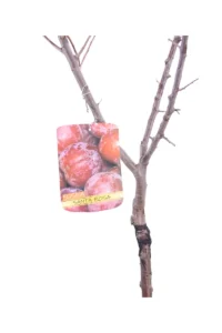 Susino Nano - Santa Rosa