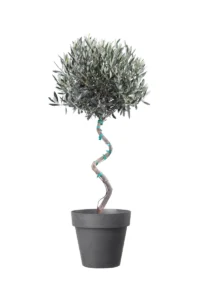 Ulivo Spirale Like Antracite v30 egarden.store online