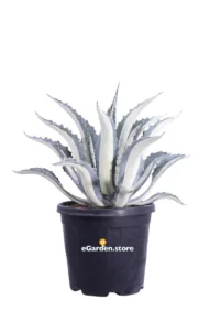 Agave Americana Mediopicta Alba v40 egarden.store online