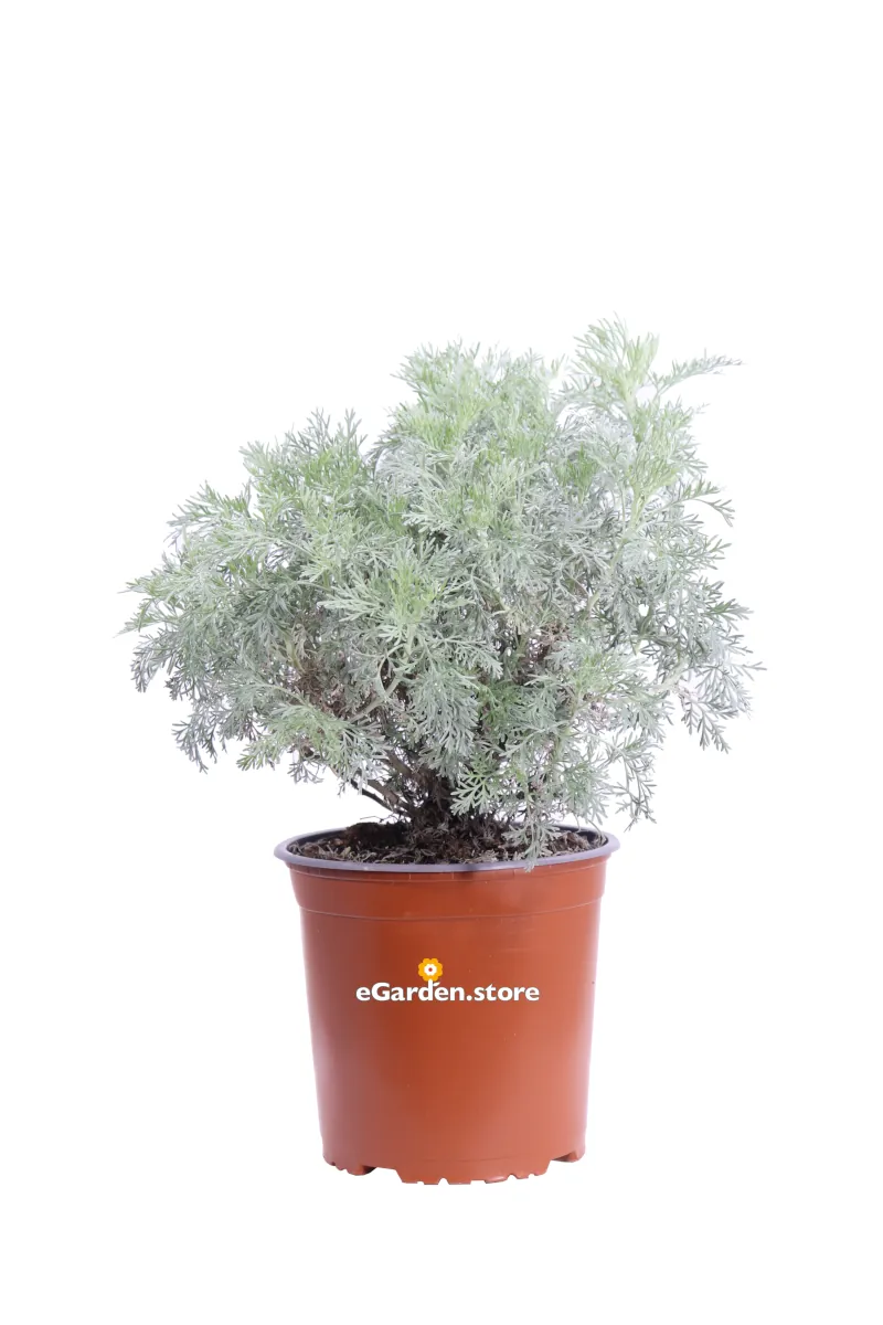Assenzio Maggiore - Artemisia Absinthium v17 egarden.store online