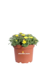 Asterisco Marittimo - Asteriscus Maritimus v20 egarden.store online