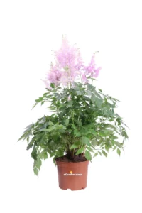 Astilbe Lilla v15 egarden.store online