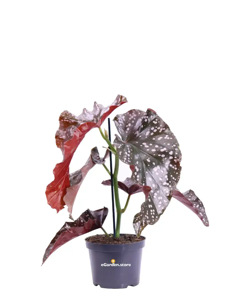 Begonia Cracklin Rosie v12 egarden.store online