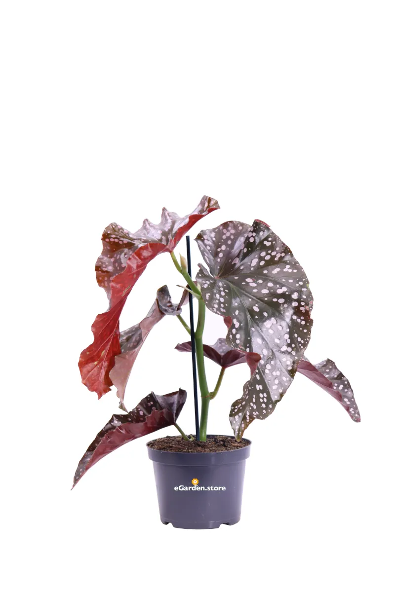 Begonia Cracklin Rosie v12 egarden.store online