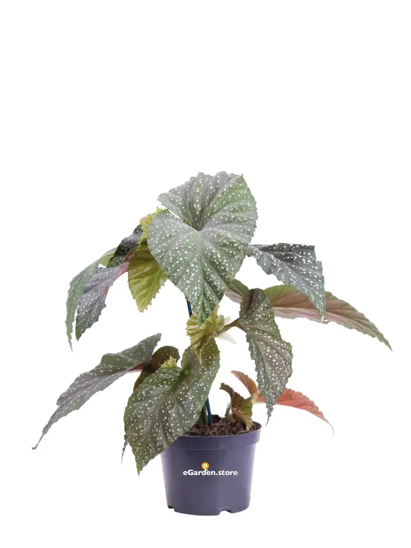 Begonia Maculata Raddi v12 egarden.store online