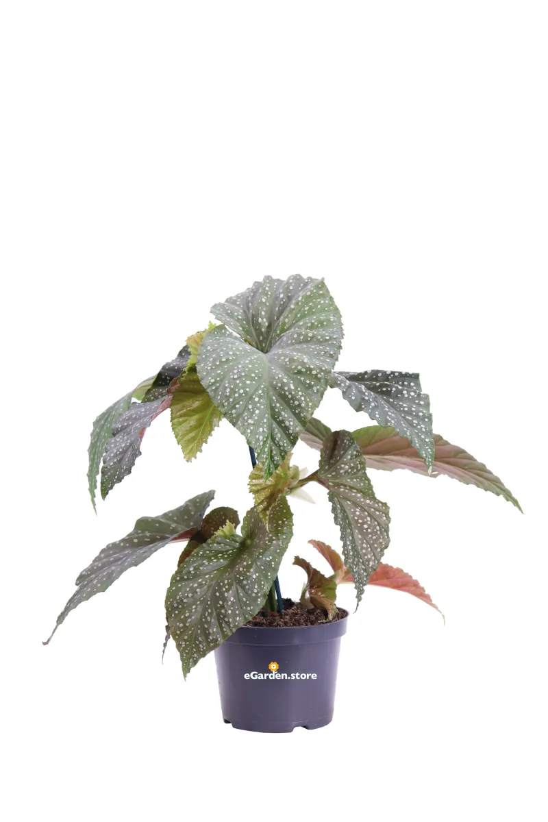 Begonia Maculata Raddi v12 egarden.store online