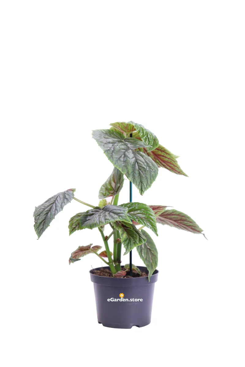 Begonia X Credneri Oldemor v12 egarden.store online