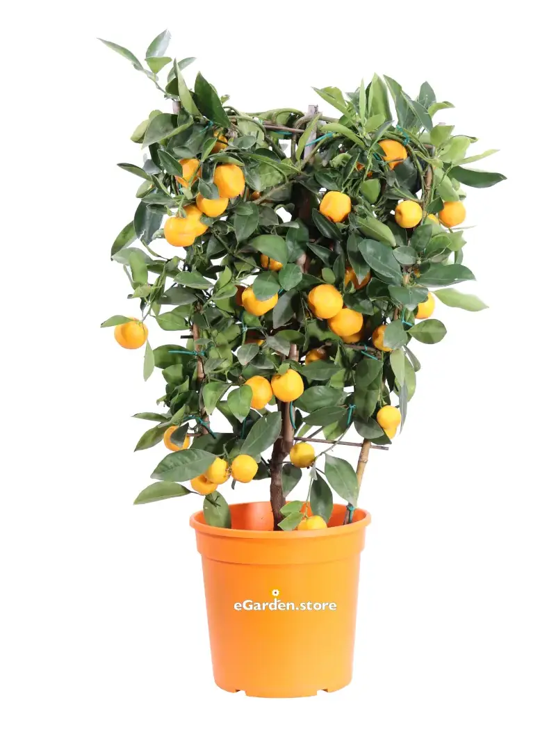 Calamondino Spalliera - Citrus X Microcarpa v20 egarden.store online