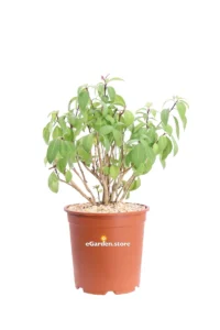 Cestrum Fasciculatum Newellii v24 egarden.store online