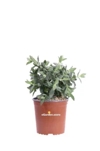 Cisto - Cistus Pulverulentus v17 egarden.store online