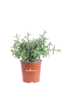 Cisto - Cistus Skanbergii v17 egarden.store 1 Cisto - Cistus Skanbergii v17 egarden.store online