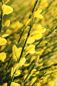 Citiso - Cytisus Scoparius Luna v17 egarden.store online