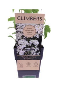 Clematide Montana Grandiflora v11 egarden.store online