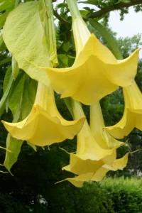 Datura Arborea Gialla v17 egarden.store online
