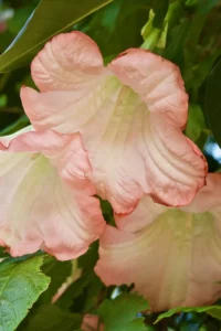 Datura Arborea Rosa v17 egarden.store online