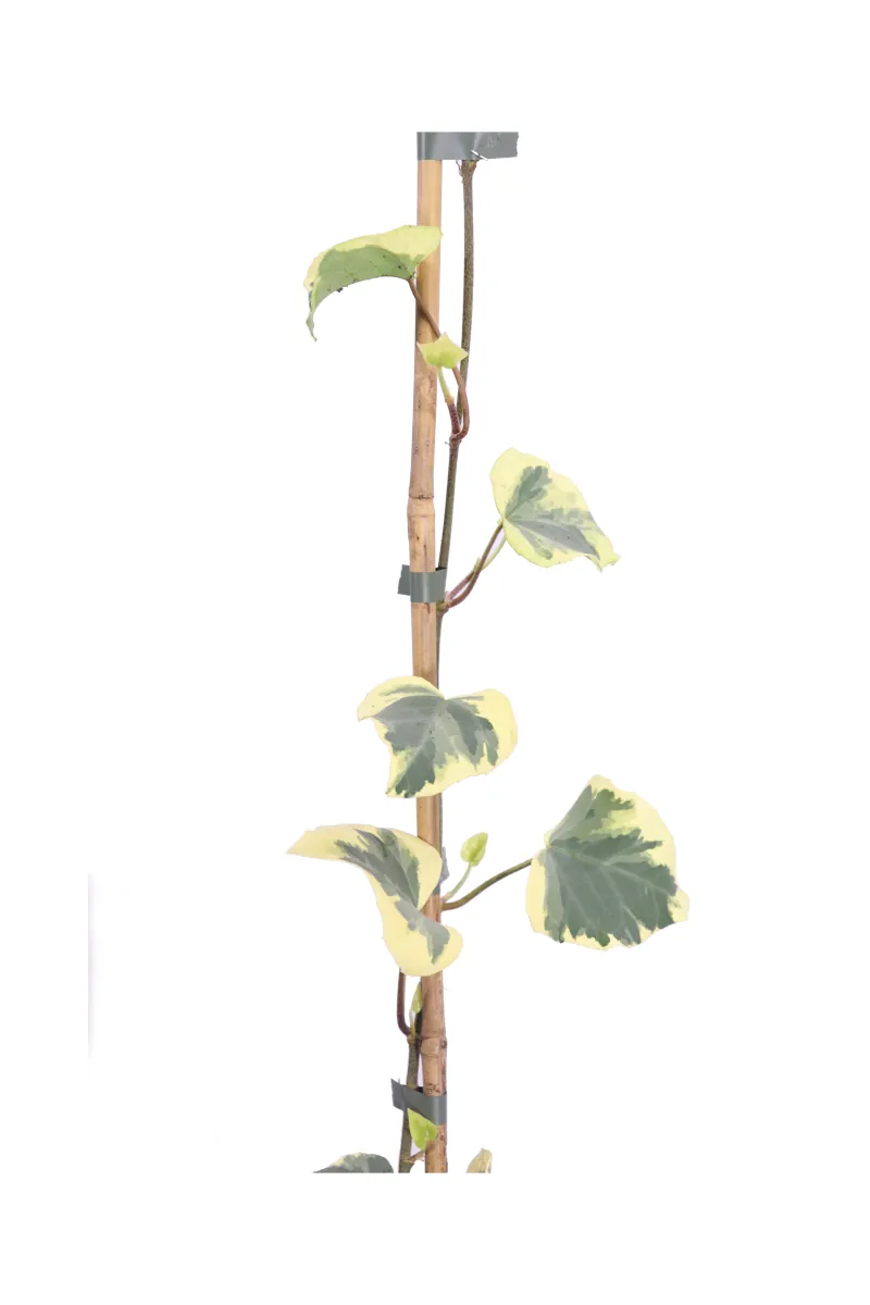 Edera - Hedera Colchica Dentata Variegata v15 egarden.store online