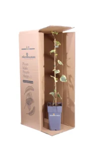 Edera - Hedera Colchica Dentata Variegata v15 egarden.store online