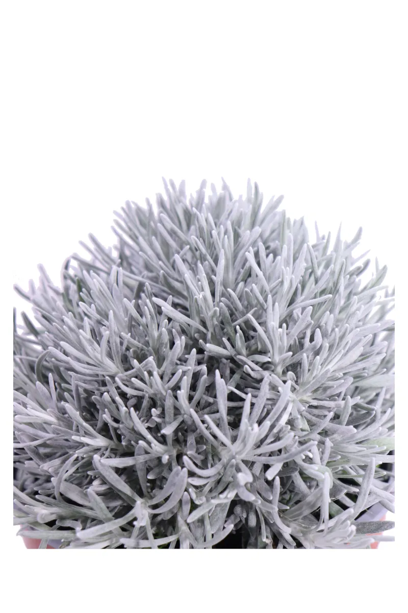 Elicriso - Helichrysum Korma v17 egarden.store online