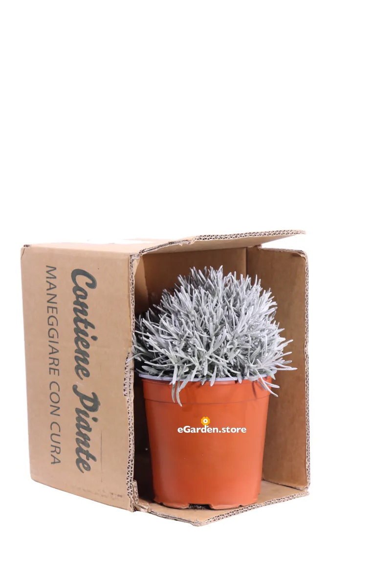 Elicriso - Helichrysum Korma v17 egarden.store online