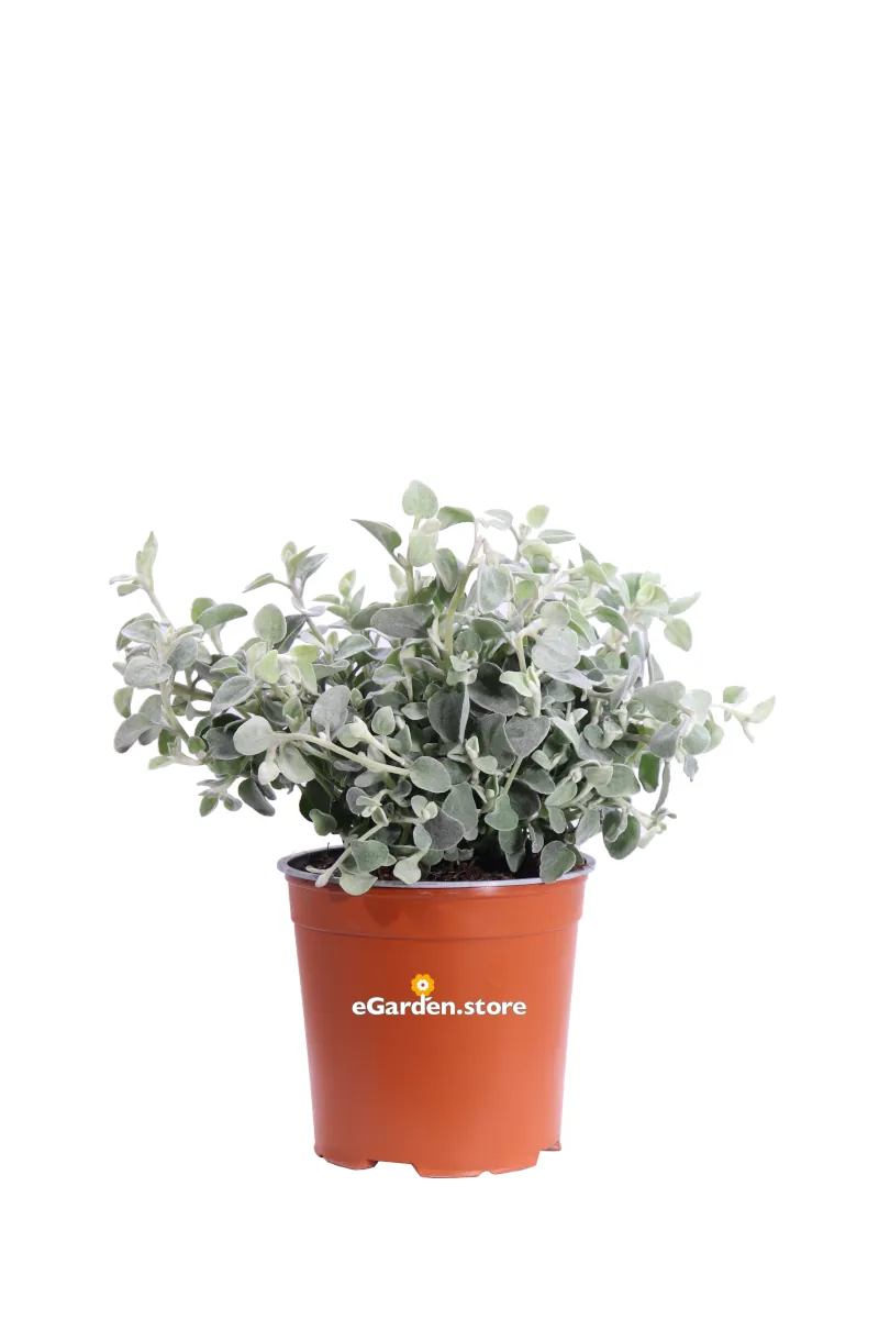Elicriso - Helichrysum Petiolare v17 egarden.store online
