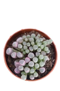 Fenestraria Aurantiaca v8 egarden.store online