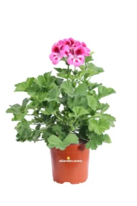 Geranio Macranta Rosa Scuro v14 egarden.store online