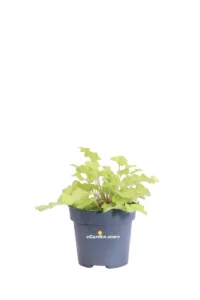 Heuchera Limeberry v12 egarden.store online