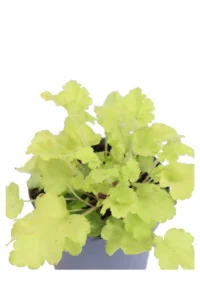 Heuchera Limeberry v12 egarden.store online