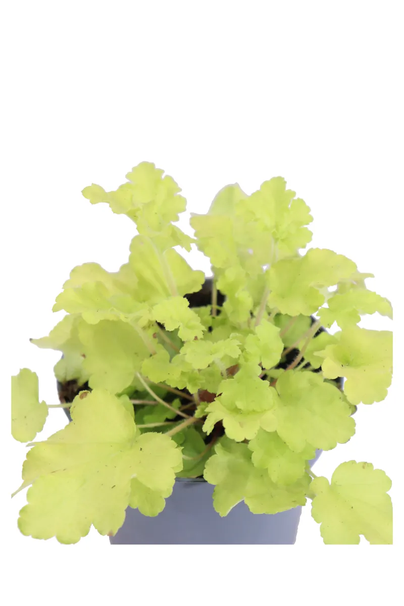 Heuchera Limeberry v12 egarden.store online