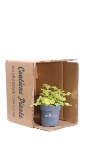 Heuchera Limeberry v12 egarden.store online