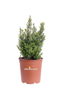 Myrsine Africana v24 egarden.store 1 Myrsine Africana v24 egarden.store online