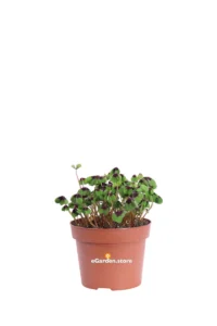 Ossalide - Oxalis Deppei Iron Cross v13 egarden.store online