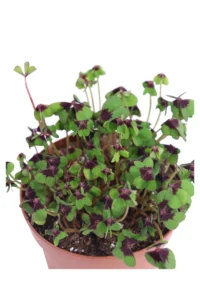 Ossalide - Oxalis Deppei Iron Cross