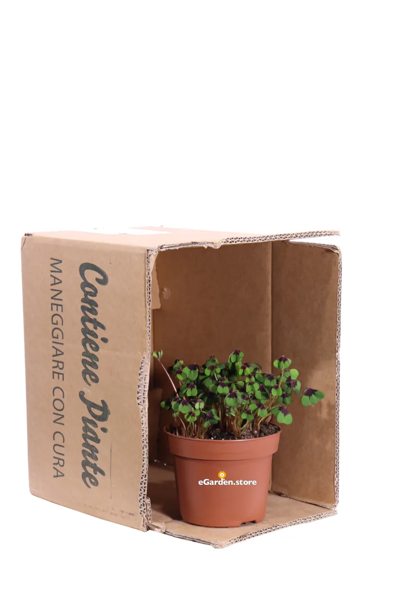 Ossalide - Oxalis Deppei Iron Cross v13 egarden.store online